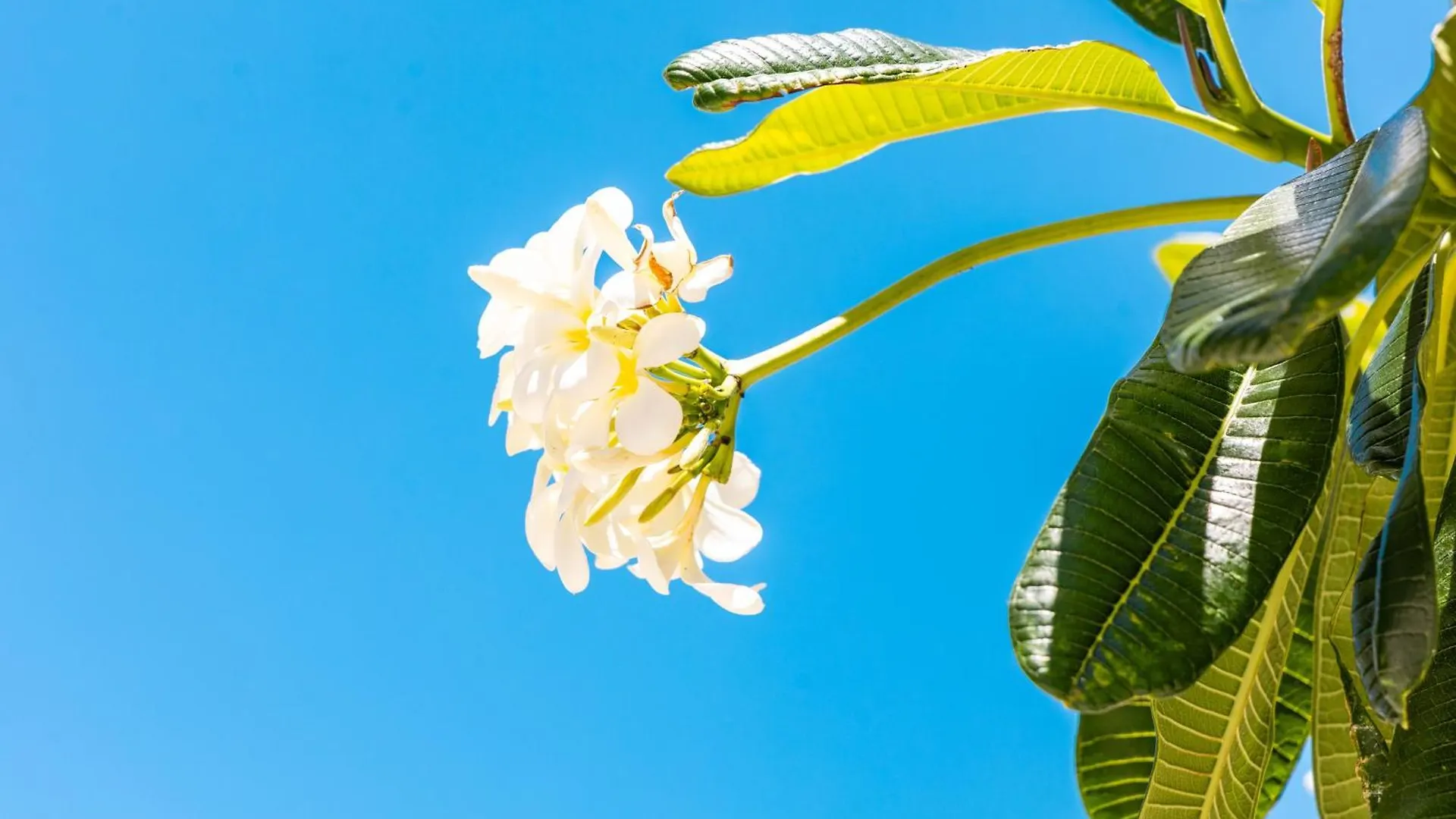 公寓 Freshly Renovated Studio With Iconic Diamond Head Views! 檀香山